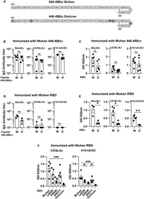Enhanced cross-recognition of SARS-CoV-2 Omicron variant by peptide vaccine-induced antibodies